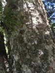 old white bark Pine trunk.jpg