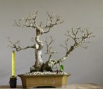 ficus b2.JPG