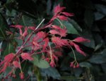 acerph02m01_190404a.jpg