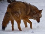 coyote-face-snow_-_virginia_-_forestwander.jpg