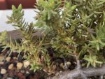 IMG_1994.jpeg