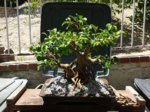 ficus5.jpg