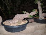 IMG_20190425_053324.jpg