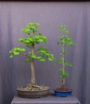 2-ginkgo_190426a.jpg