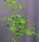 ginkgo-saratoga01_190426b.jpg