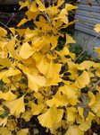 IMG_20181105_161949156.jpg