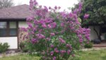 lilac bush.jpg