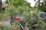 DSC_3025.JPG