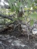 Tree 1-2013.jpg Tree 1-2013.jpg