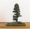 Cedar Closeup Chokkan.jpg