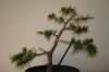 DSC02170.jpg