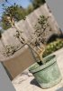 edited bonsai.jpg