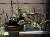 bonsai2.jpg
