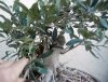 Olive-3.jpg