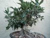 olive1.jpg