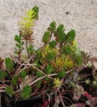 sedum.tricolor-vert_190506a.jpg