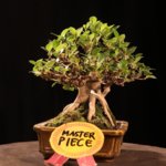 Bonsai_Ficus_Microcarpa_MASTER_PIECE_1_1024x1024.jpg