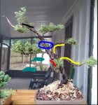 Juniper.JPG