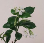 star jasmine flower 2.jpg