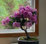 IMG_1522.jpg