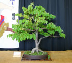 Littleleaf Linden  Bill Struhar.jpg