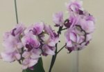 orchid purple.jpg