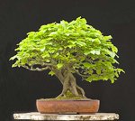 2010-05-NSC_9660v.jpg