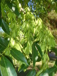 1024px-Fraxinus-velutina-20080402.JPG