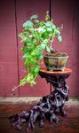 Boston Ivy pruned 2019.jpg