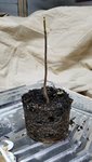 2019.03.10 - Repotting 1 - Before.jpg