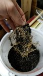 2019.03.10 - Repotting 2 - Removed roots.jpg