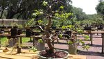 tree4.jpg tree4.jpg