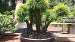 tree6.jpg