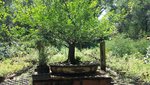 tree16.jpg