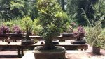 tree17.jpg