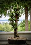 Cryptomeria - 1.jpg