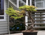 Windswept Mountain Hemlock -2 - 1.jpg