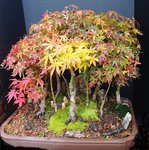 Bonsai FAll 2016 005.JPG