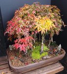 Bonsai FAll 2016 004[1].JPG