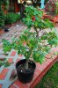 DSC_0132.jpg