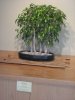 ficus forest USNA sept 2011.jpg