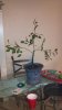 ficus.jpg