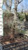 Cedar elm 2.jpg