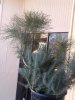 IMG_20130118_122140.jpg