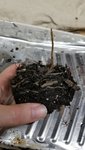 2019.03.10 - Repotting 1 - Before.jpg