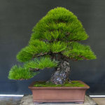 pine bonsai.jpg