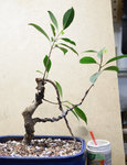 ficus 022.JPG