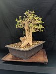 boxwood.jpg