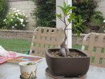 Ficus 5-11.JPG