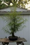 DSC00627-1.jpg
